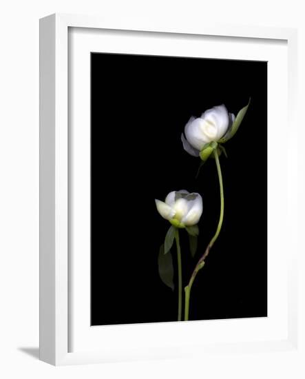 White Peonies Isolated on Black Background-Christian Slanec-Framed Photographic Print