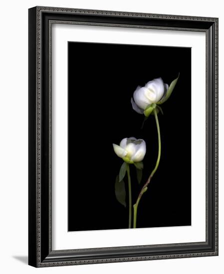 White Peonies Isolated on Black Background-Christian Slanec-Framed Photographic Print