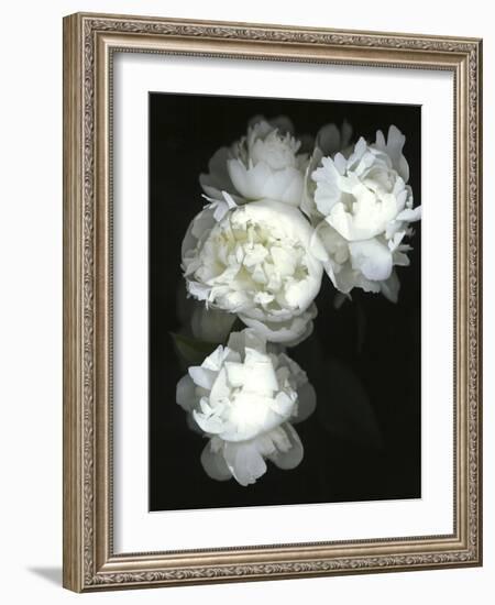 White Peonies-Anna Miller-Framed Photographic Print