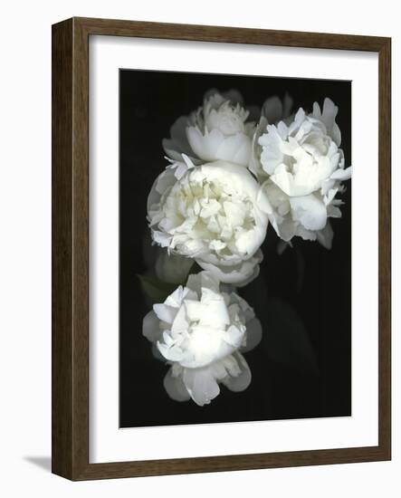 White Peonies-Anna Miller-Framed Photographic Print