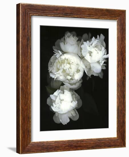 White Peonies-Anna Miller-Framed Photographic Print