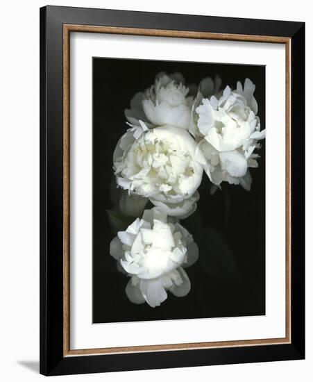 White Peonies-Anna Miller-Framed Photographic Print