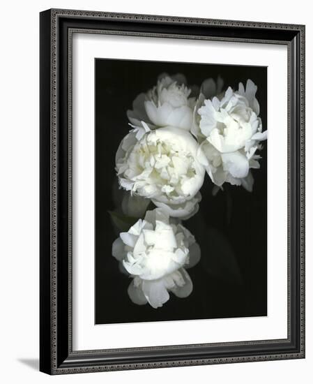 White Peonies-Anna Miller-Framed Photographic Print