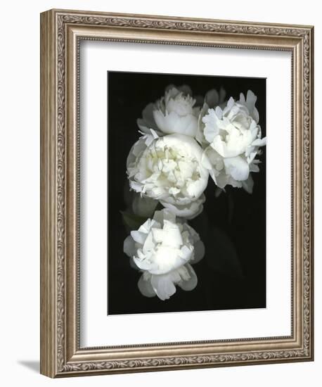 White Peonies-Anna Miller-Framed Photographic Print
