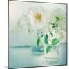 White Peonies-Sarah Gardner-Mounted Photographic Print