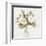 White Peonies-Kimberly Allen-Framed Art Print