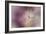 White Peony 1-Jai Johnson-Framed Giclee Print