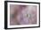 White Peony 3-Jai Johnson-Framed Giclee Print