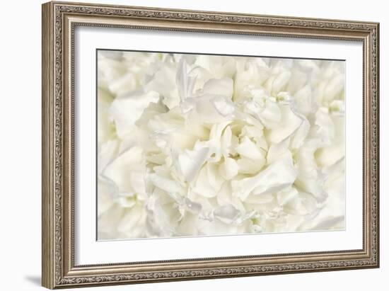 White Peony Flower-Cora Niele-Framed Photographic Print