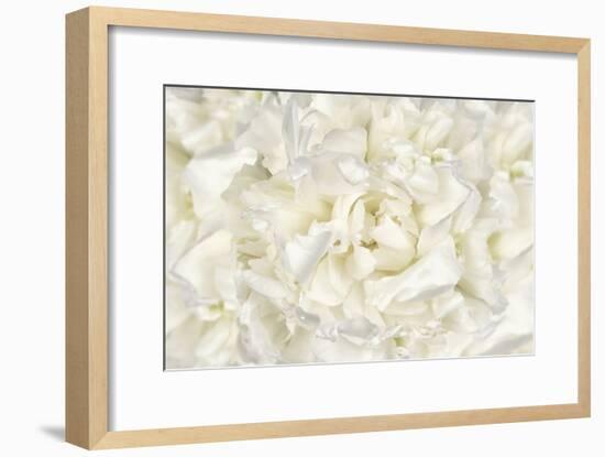 White Peony Flower-Cora Niele-Framed Photographic Print