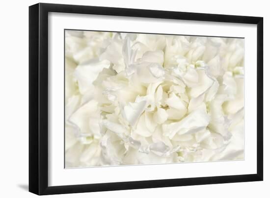 White Peony Flower-Cora Niele-Framed Photographic Print