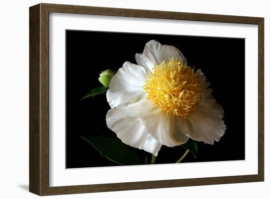 White Peony III-Tammy Putman-Framed Photographic Print