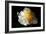 White Peony III-Tammy Putman-Framed Photographic Print