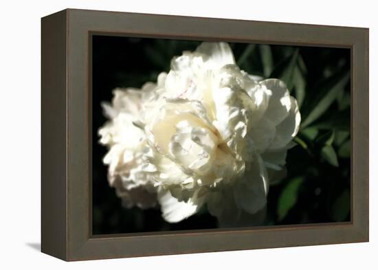 White Peony In Spring-Michelle Calkins-Framed Stretched Canvas