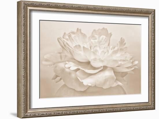 White Peony-Cora Niele-Framed Photographic Print