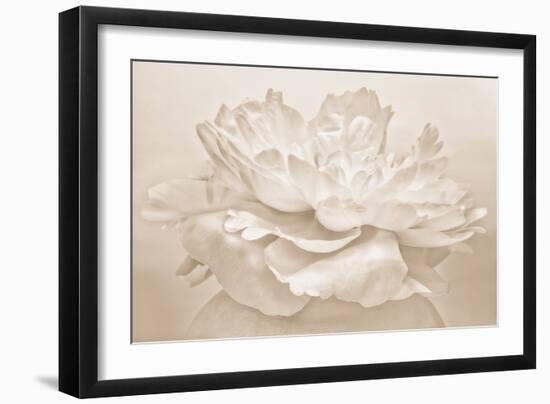 White Peony-Cora Niele-Framed Photographic Print