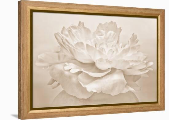 White Peony-Cora Niele-Framed Premier Image Canvas