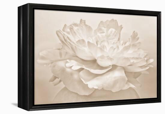 White Peony-Cora Niele-Framed Premier Image Canvas