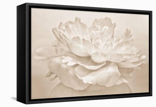 White Peony-Cora Niele-Framed Premier Image Canvas