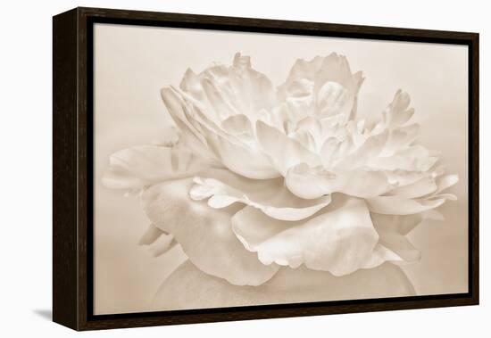 White Peony-Cora Niele-Framed Premier Image Canvas