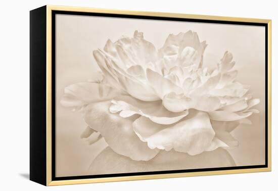 White Peony-Cora Niele-Framed Premier Image Canvas