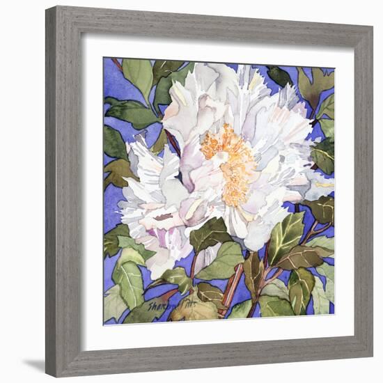 White Peony-Sharon Pitts-Framed Giclee Print