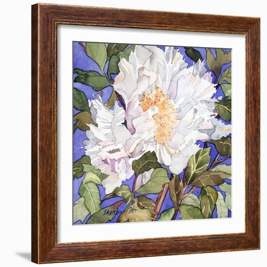 White Peony-Sharon Pitts-Framed Giclee Print