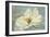 White Peony-Patricia Pinto-Framed Art Print