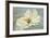 White Peony-Patricia Pinto-Framed Premium Giclee Print