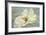 White Peony-Patricia Pinto-Framed Premium Giclee Print