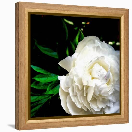 White Peony-Michelle Calkins-Framed Stretched Canvas