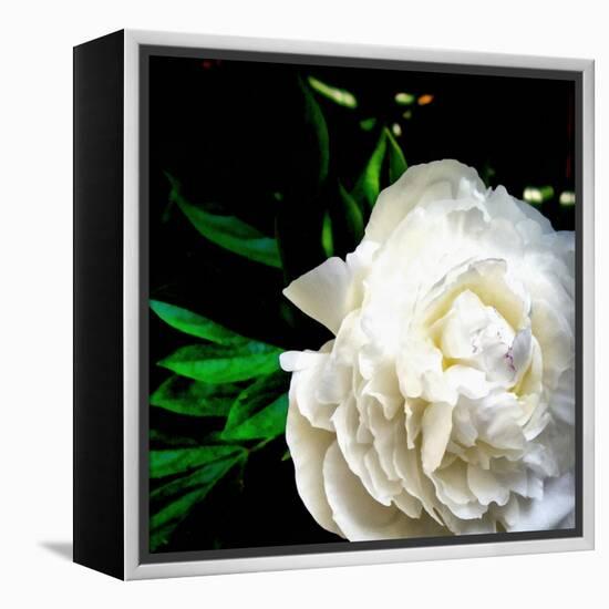 White Peony-Michelle Calkins-Framed Stretched Canvas