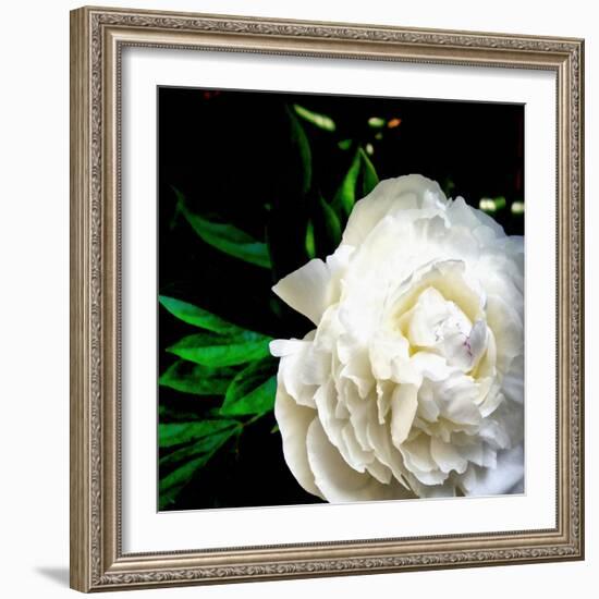 White Peony-Michelle Calkins-Framed Photo