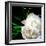 White Peony-Michelle Calkins-Framed Photo