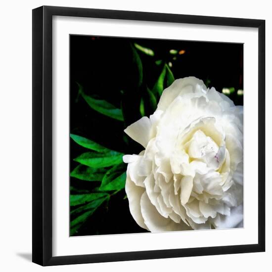 White Peony-Michelle Calkins-Framed Photo