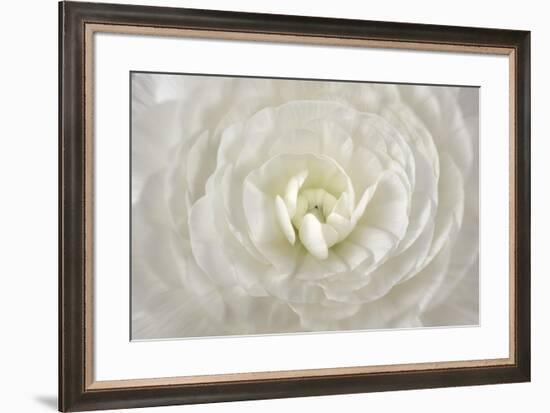 White Persian Buttercup Flower-Cora Niele-Framed Giclee Print