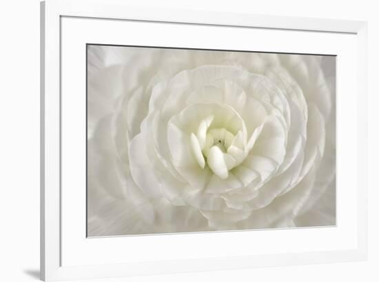 White Persian Buttercup Flower-Cora Niele-Framed Giclee Print