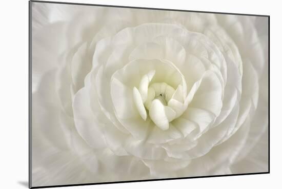 White Persian Buttercup Flower-Cora Niele-Mounted Giclee Print