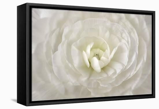 White Persian Buttercup Flower-Cora Niele-Framed Premier Image Canvas