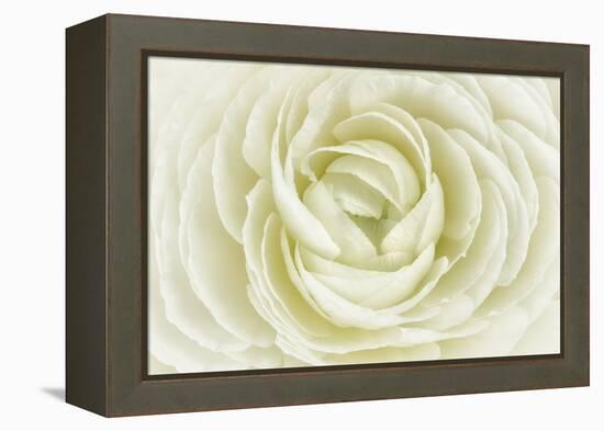 White Persian Buttercup-Cora Niele-Framed Premier Image Canvas