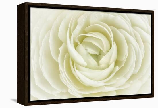 White Persian Buttercup-Cora Niele-Framed Premier Image Canvas