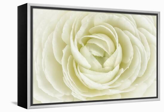 White Persian Buttercup-Cora Niele-Framed Premier Image Canvas