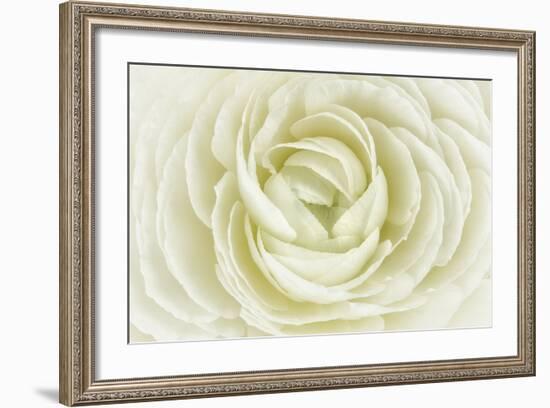 White Persian Buttercup-Cora Niele-Framed Photographic Print