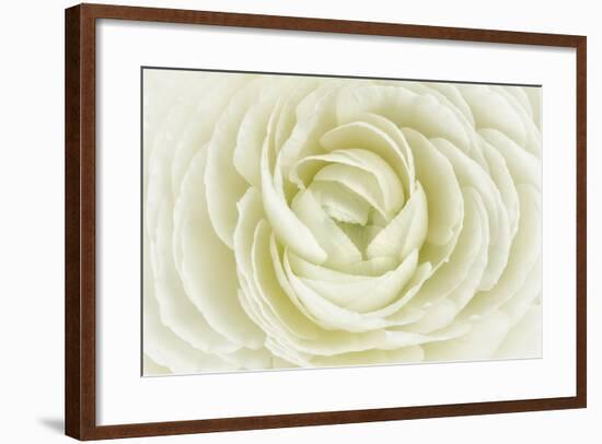 White Persian Buttercup-Cora Niele-Framed Photographic Print