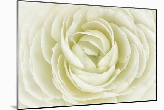 White Persian Buttercup-Cora Niele-Mounted Photographic Print