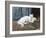 White Persian Cat with Her Kittens-Arthur Heyer-Framed Giclee Print