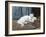 White Persian Cat with Her Kittens-Arthur Heyer-Framed Giclee Print