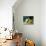 White Persian Cat with Two Kittens-Arthur Heyer-Giclee Print displayed on a wall