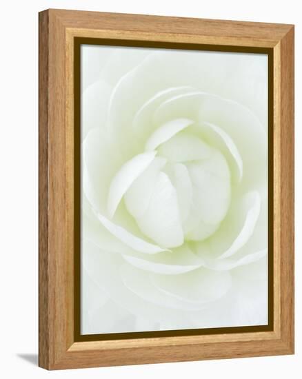 White Petals of Flower-Clive Nichols-Framed Premier Image Canvas