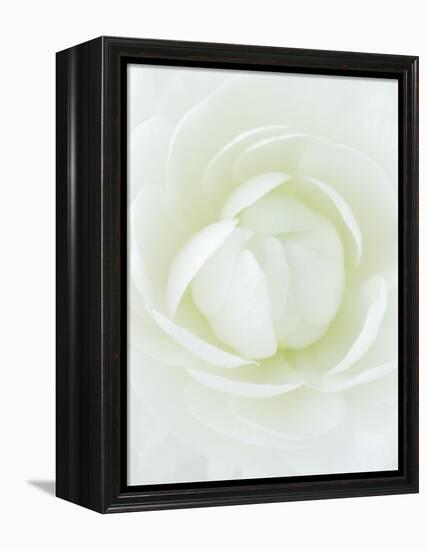 White Petals of Flower-Clive Nichols-Framed Premier Image Canvas